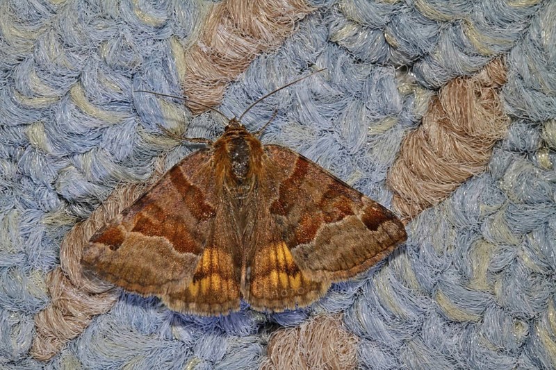 Brown day owl