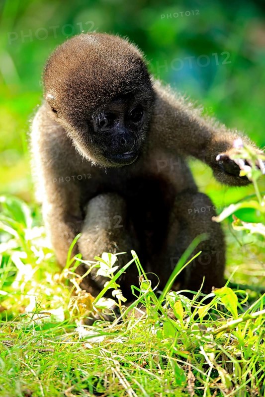Grey woolly monkey