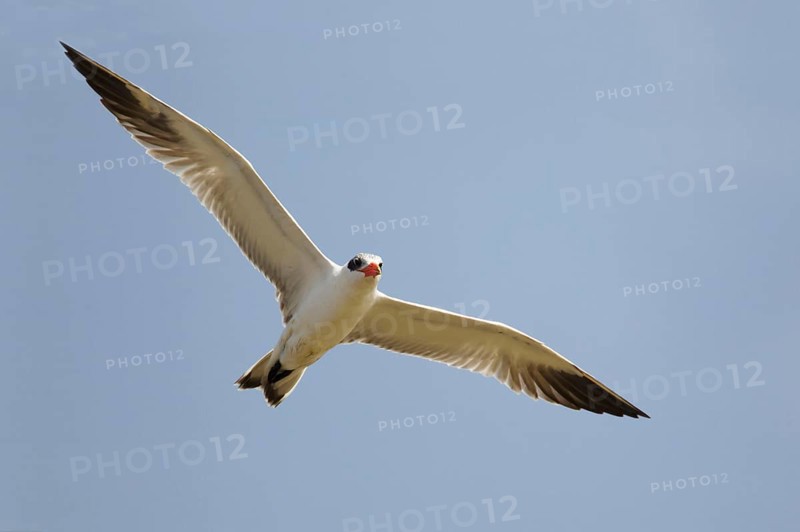 Caspian tern