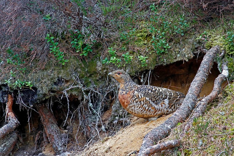 Western Capercaillie