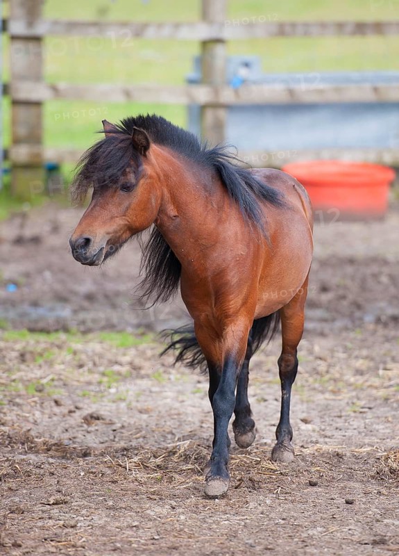 Horse