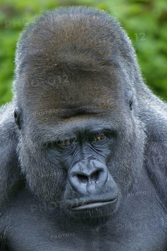 Western lowland gorilla