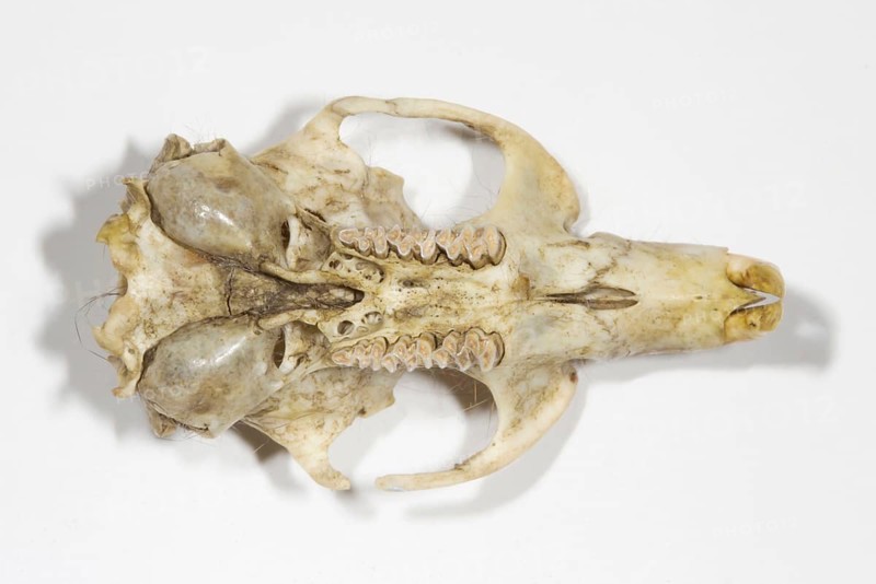 Eastern vole