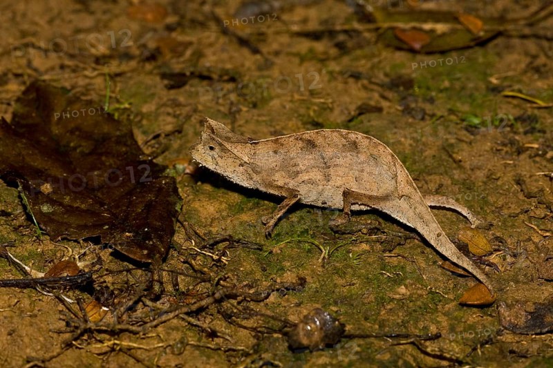 Brown leaf chameleons