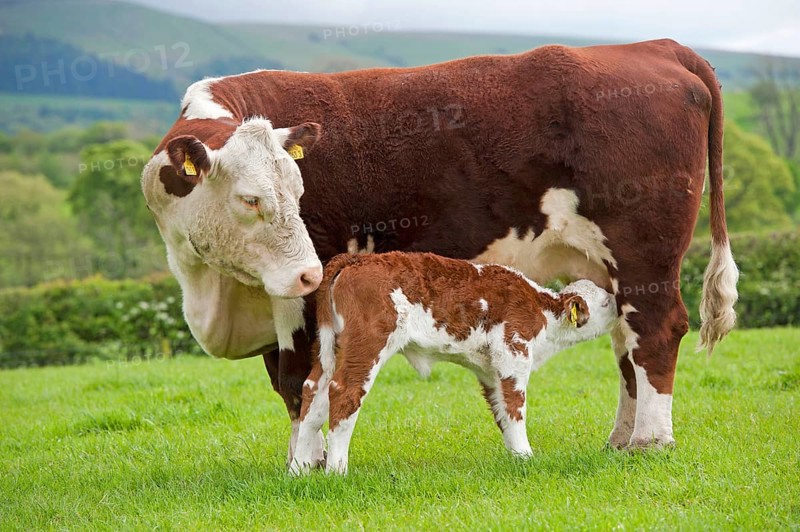 Domestic Cattle