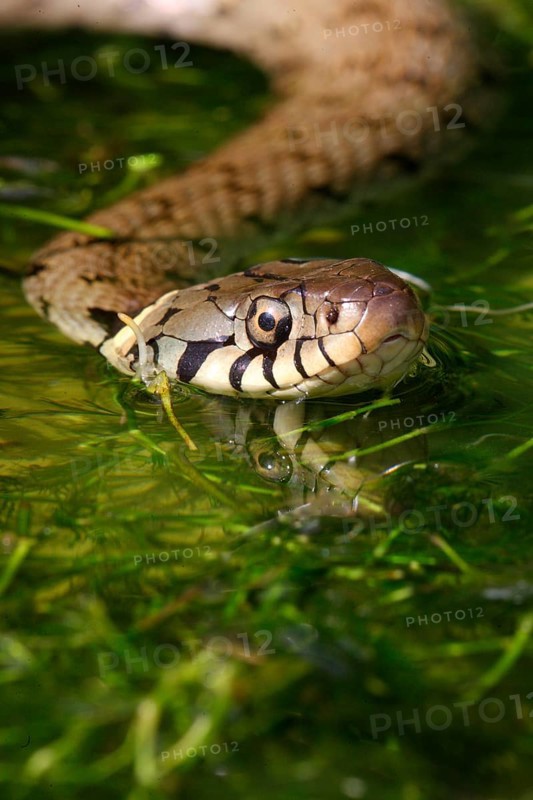 Grass Snake