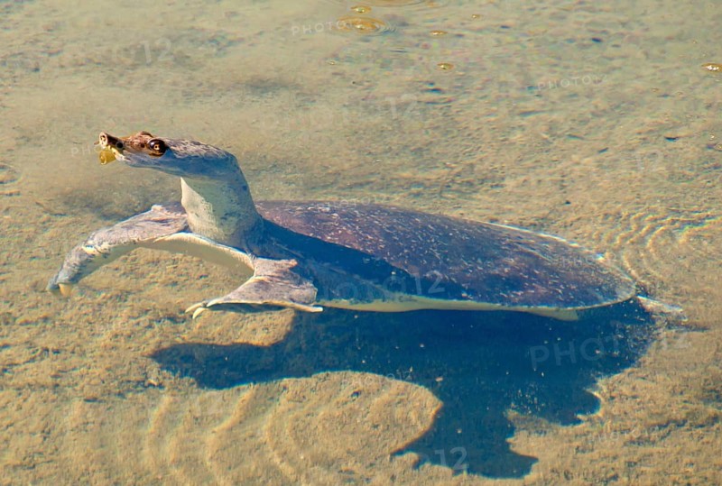 Spur-thighed soft-shelled turtle