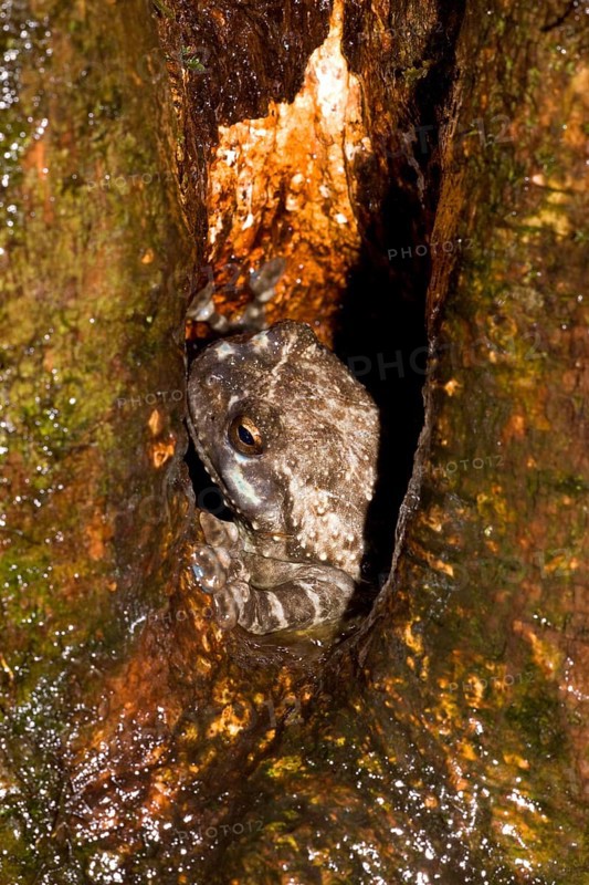 Arboreal frog