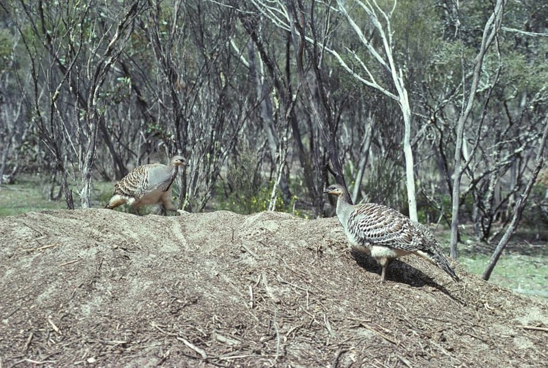 Malleefowl