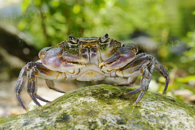 Freshwater crayfish