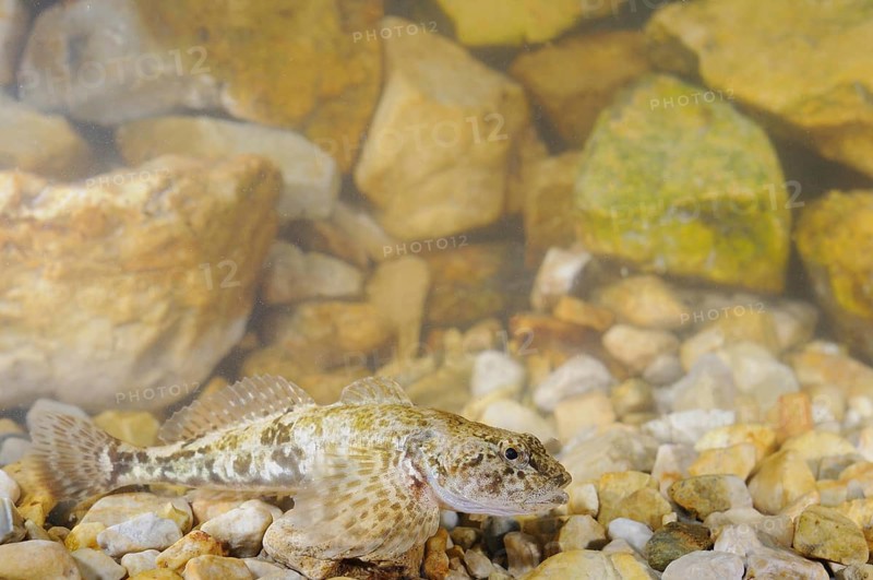 Bullhead