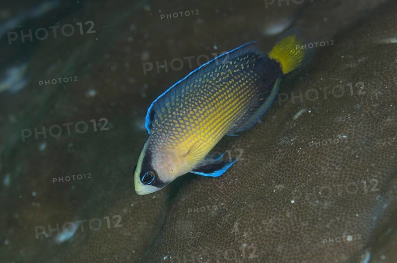 Manonichthys splendes
