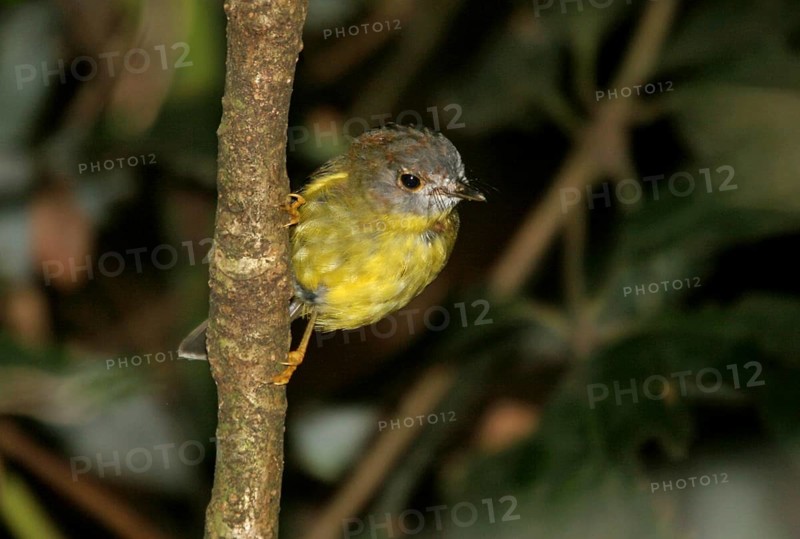 Pale-yellow Robin