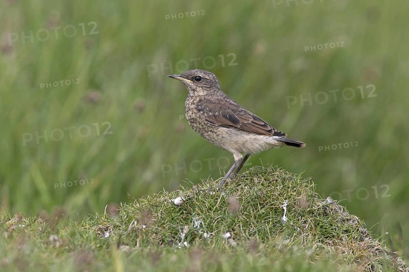 Northern northern wheatear