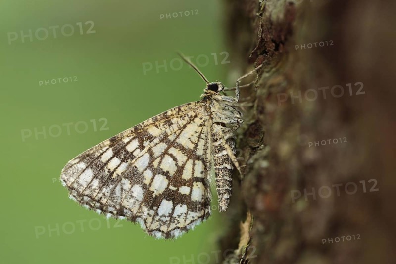 Latticed heath