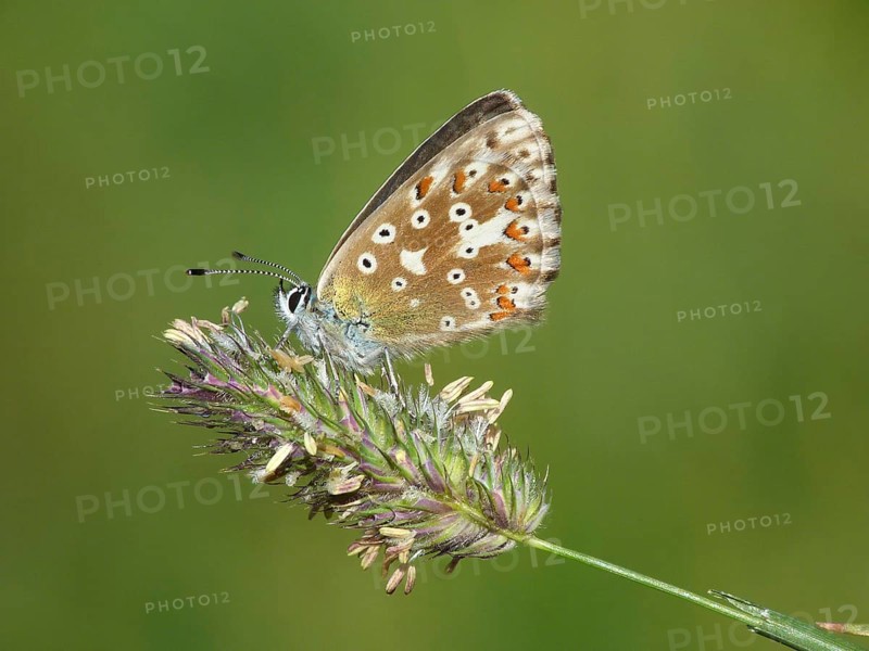 Northern Brown Argus