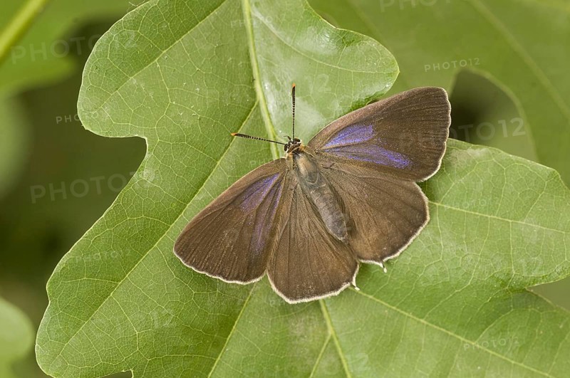 Purple purple hairstreak