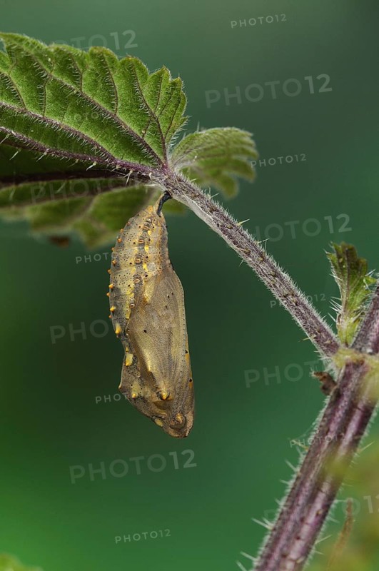 Pupa of the painted lady