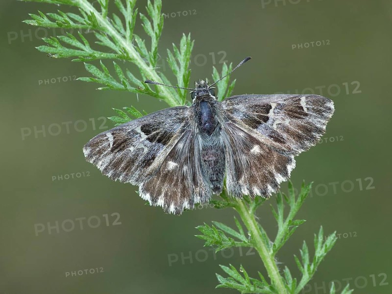 Tufted Marbled tufted skipper