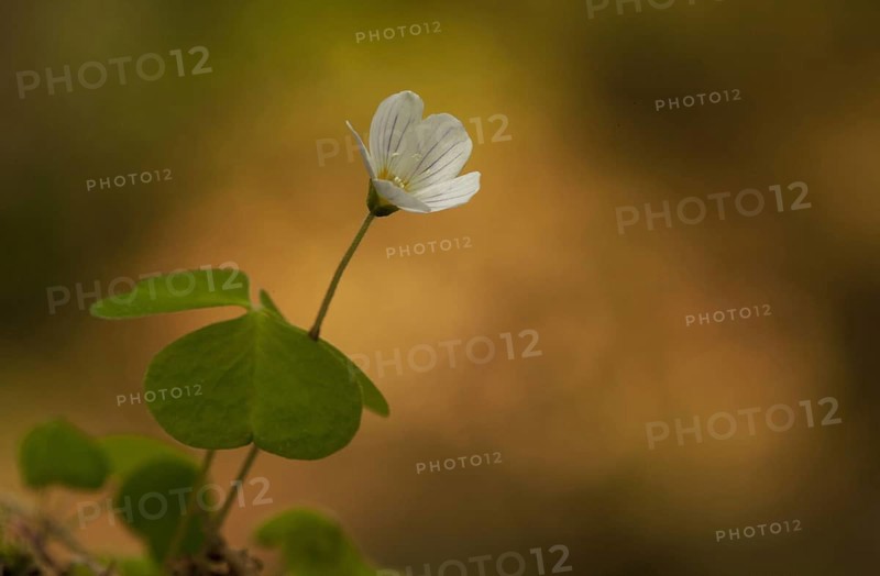 Wood Sorrel