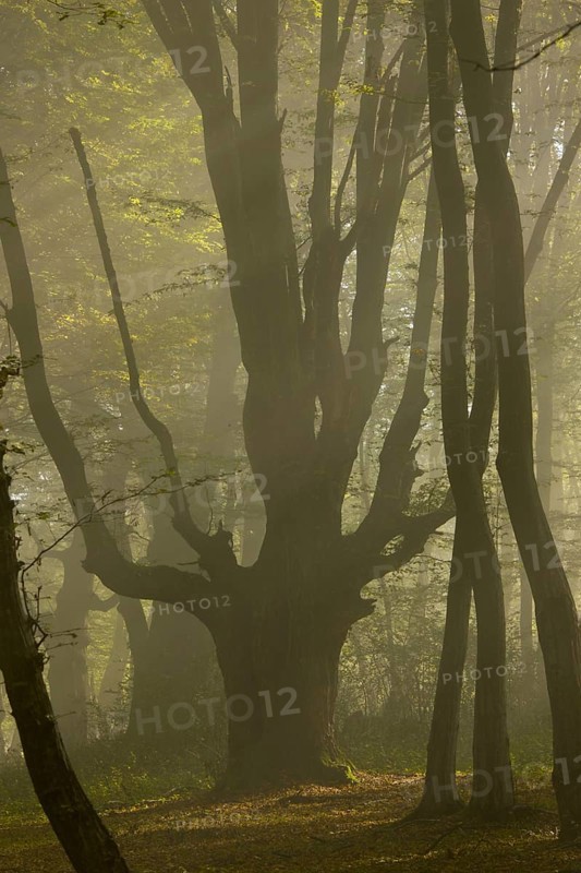 European european hornbeam