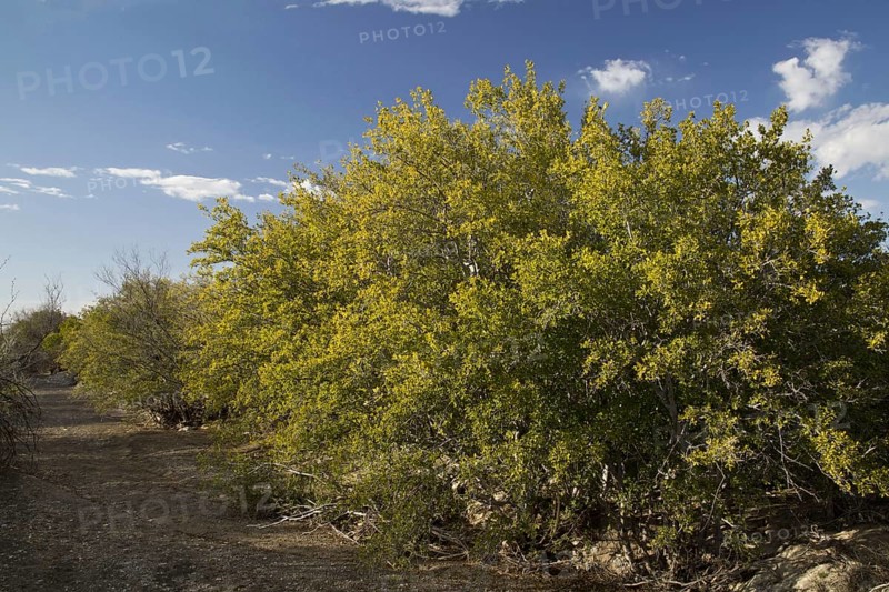 Texas Persimmon