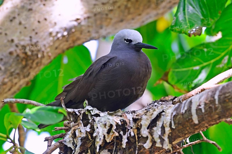 Lesser noddy