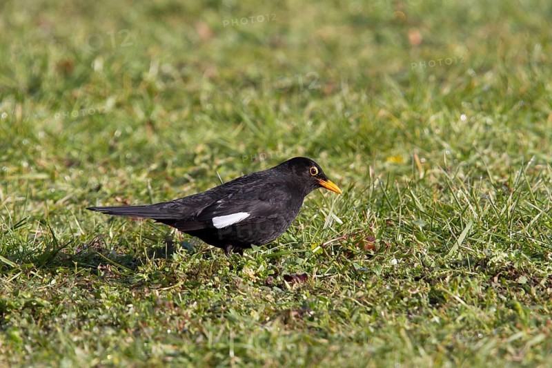 Blackbird