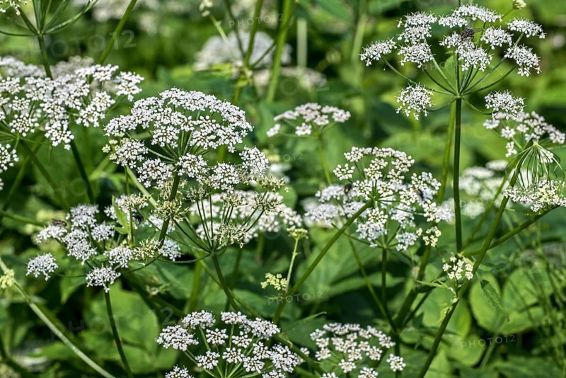 Goutweed