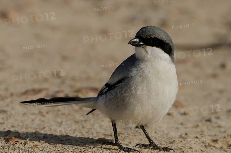 Mediterranean Grey Shrike