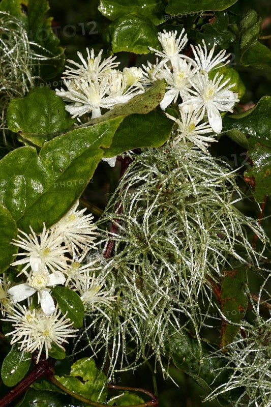 Common Vine