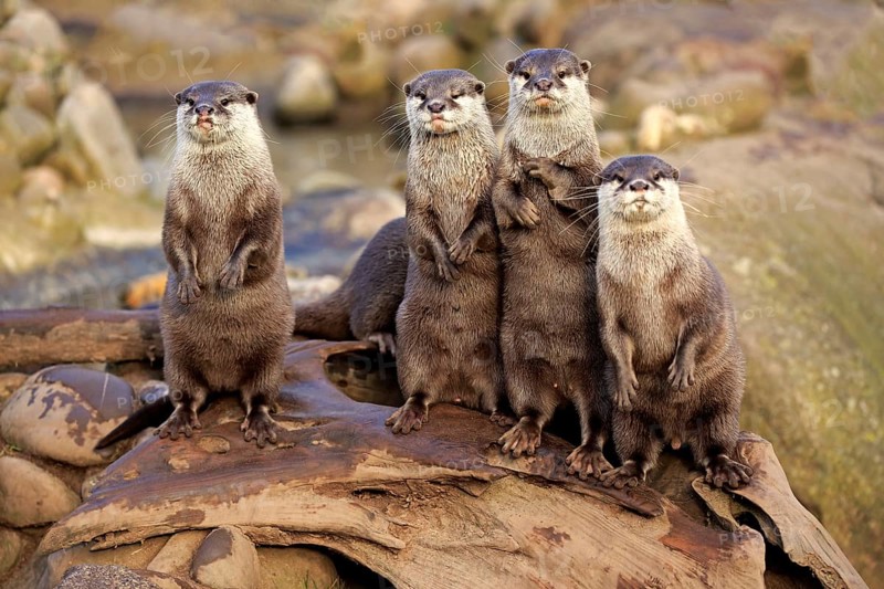 Oriental small-clawed otter