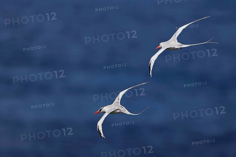 Red-billed Tropicbird
