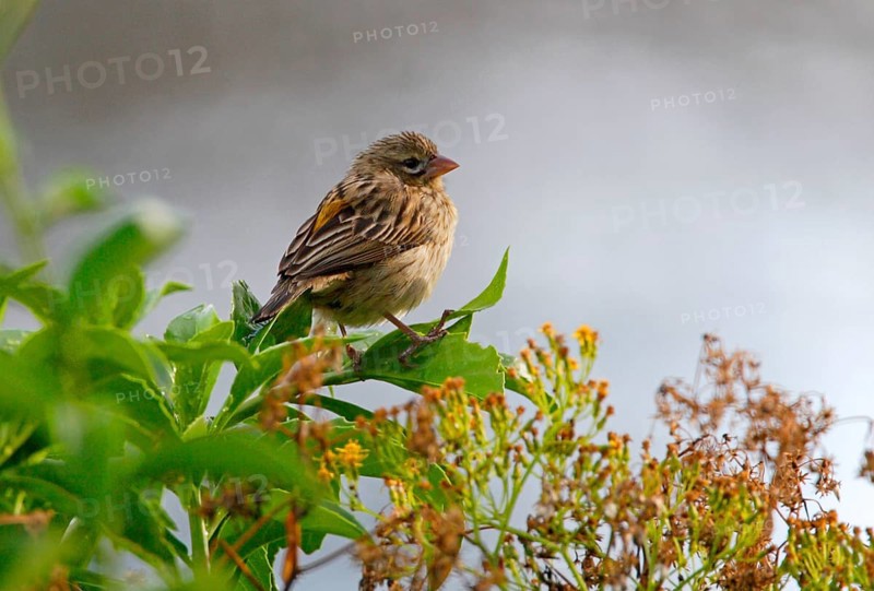 Yellow Bishop