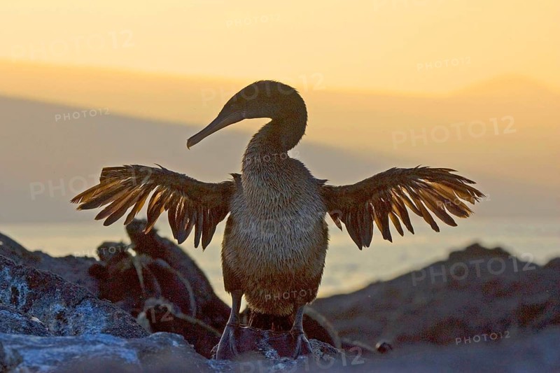 Flightless Cormorant