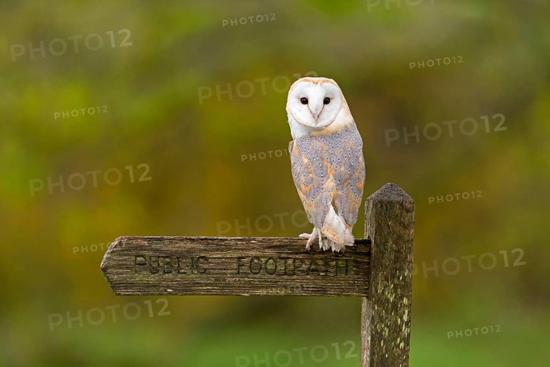 Common barn owl