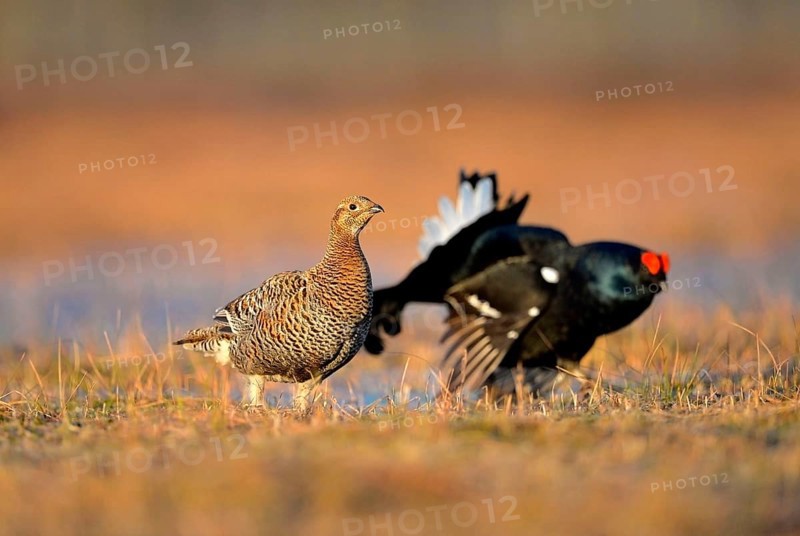 Black grouse