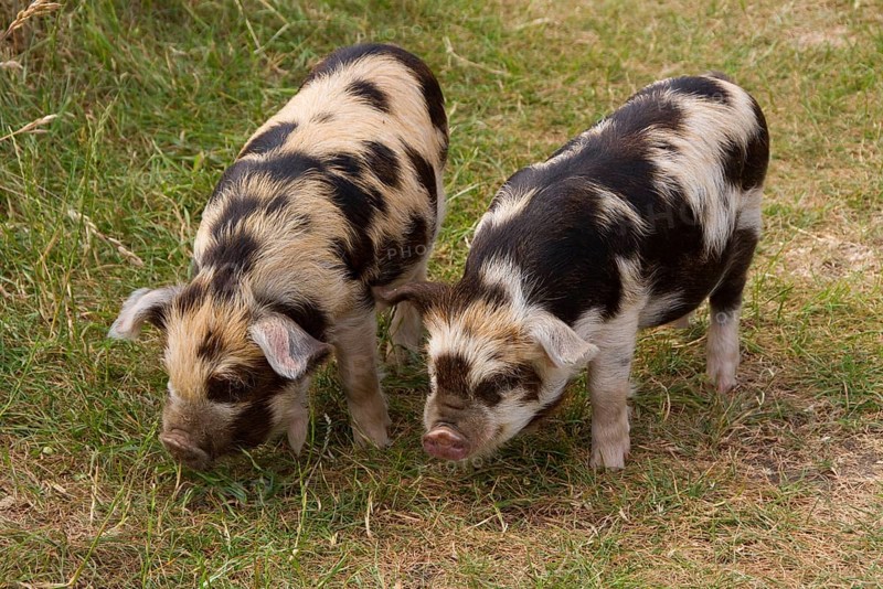 Kune-Kune Piglet