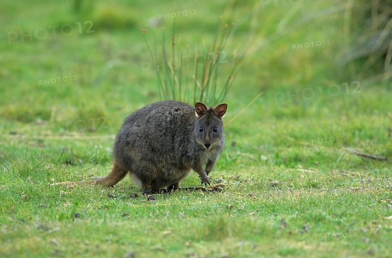 Tasmanian pademelon