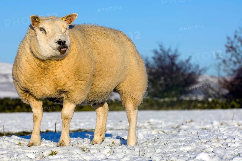Domestic sheep
