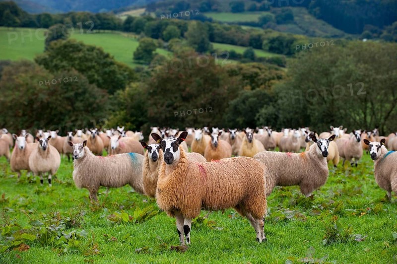 Domestic Sheep