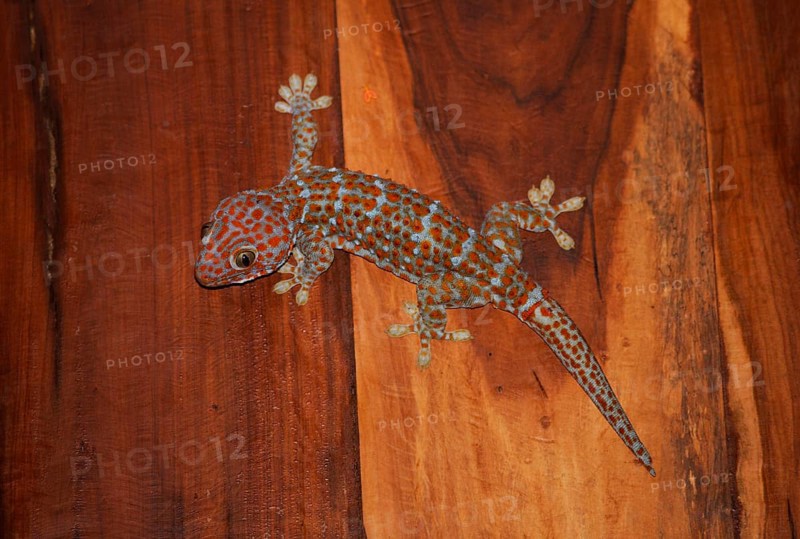 Tokay gecko