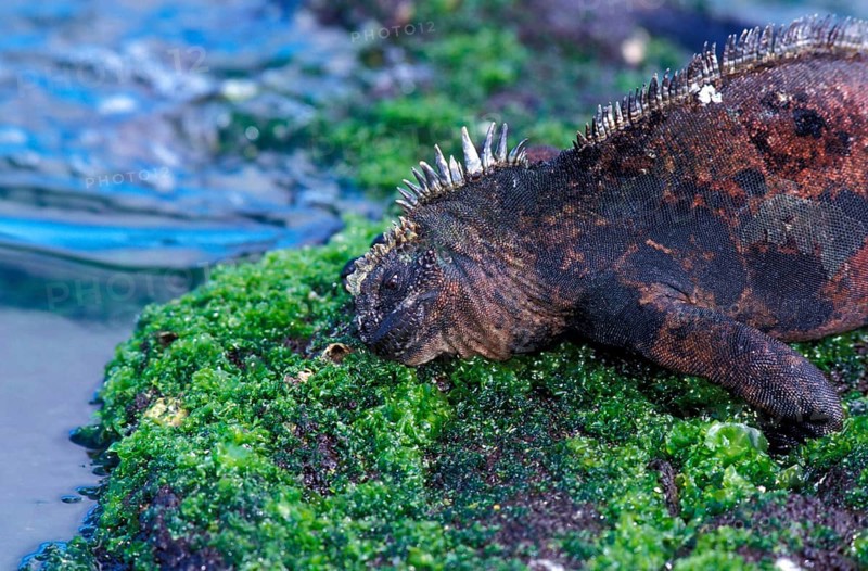Galapagos Sea Lizard