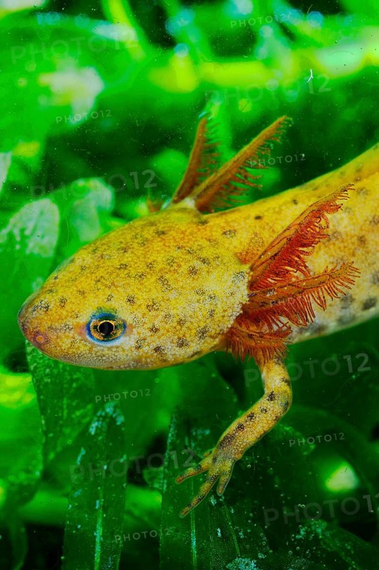 Alpine Newt