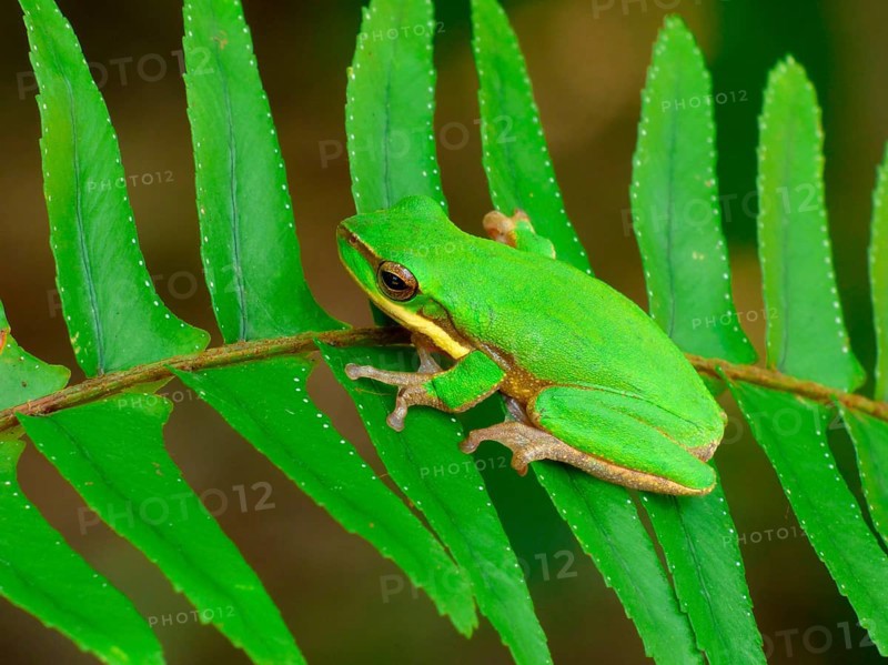 Eastern eastern dwarf tree frog