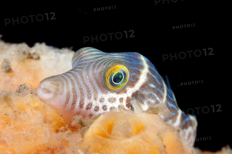 Saddleback Pufferfish