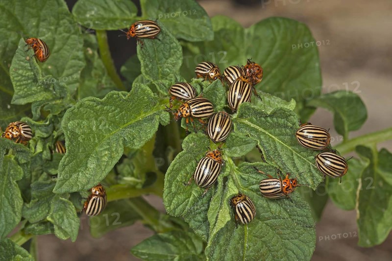 Colorado potato beetle