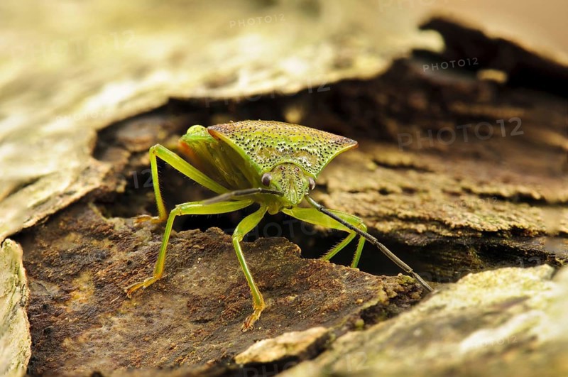 Hawthorn Shieldbug adult