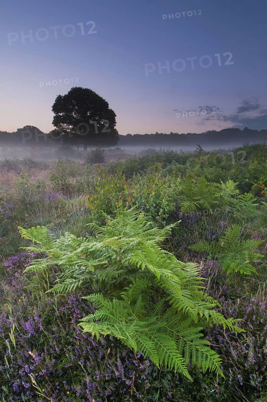 Bracken