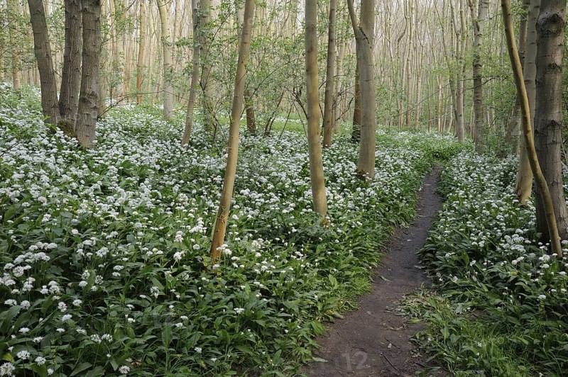 Ramsons